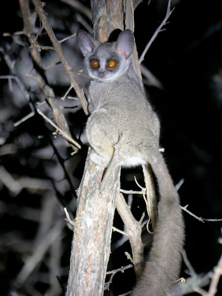 <h3><a href="/trips/safari/biota/animalia/chordata/mammalia/primates/galagidae/galago moholi/galago moholi-nl.html">Galago&nbsp;moholi</a> / Moholi&nbsp;bushbaby / Zuid‑afrikaanse&nbsp;galago</h3>OM-1 Mark II met OLYMPUS M.300mm F4.0, 1/800 sec  bij F4.0, ISO 10000, afstand 10.0&nbsp;m